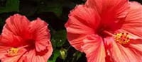 Rice Water, Hibiscus and 1,000 Years of Temple-Town Wisdom — Why Does South India's Monsoon Hair Secret Still Outperform Your Expensive Serums?